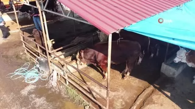 İkiz boğalar pazarın gözdesi oldu İkiz boğalar pazarın gözdesi oldu