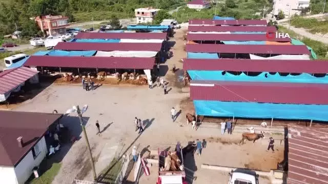 İkiz boğalar pazarın gözdesi oldu
