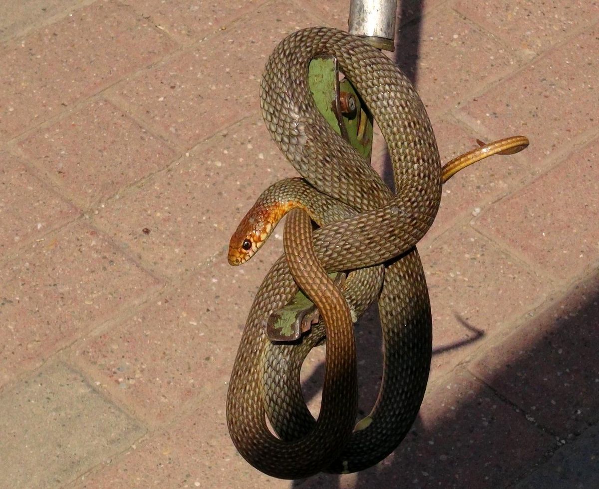 Deprem olduğunu zanneden iş yeri sahibi, 1,5 metrelik yılanı görünce dehşete düştü
