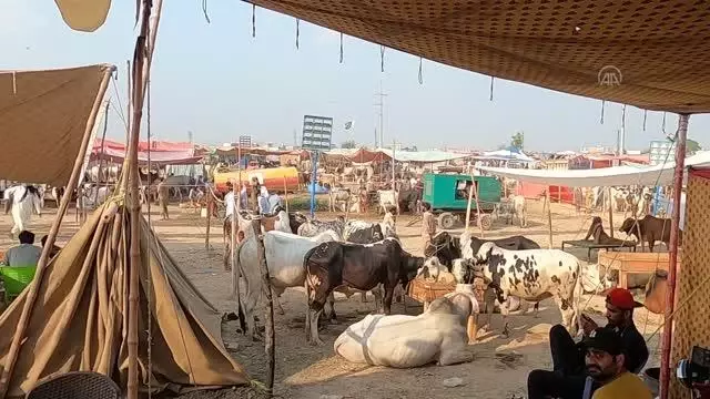İSLAMABAD - Pakistan'ın renkli kurban pazarlarında bayram yoğunluğu yaşanıyor İSLAMABAD - Pakistan'ın renkli kurban pazarlarında bayram yoğunluğu yaşanıyor