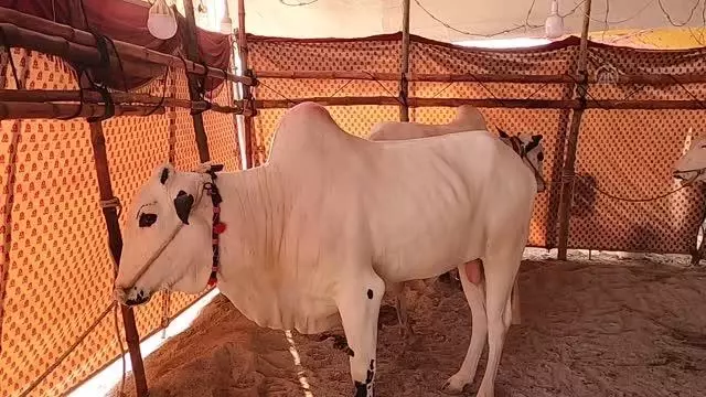 İSLAMABAD - Pakistan'ın renkli kurban pazarlarında bayram yoğunluğu yaşanıyor