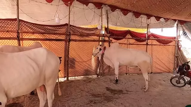 İSLAMABAD - Pakistan'ın renkli kurban pazarlarında bayram yoğunluğu yaşanıyor