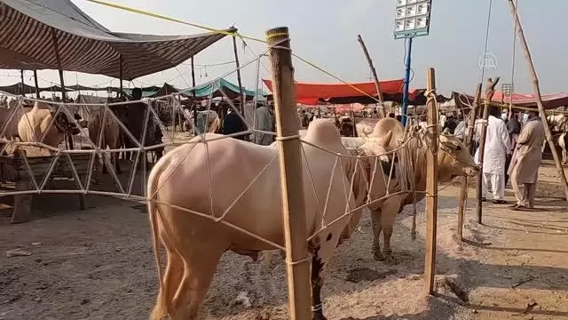 İSLAMABAD - Pakistan'ın renkli kurban pazarlarında bayram yoğunluğu yaşanıyor