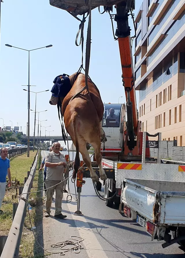 Pendik'te kaçan kurbanlık dana trafiği birbirine kattı