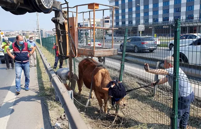 Kamyonetten atlayan kurbanlık boğa D-100'de trafiğe neden oldu