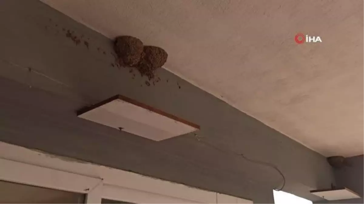 İzmir'de içleri ısıtan görüntü...Yuva bozulmasın diye tahta ile önlem aldılar