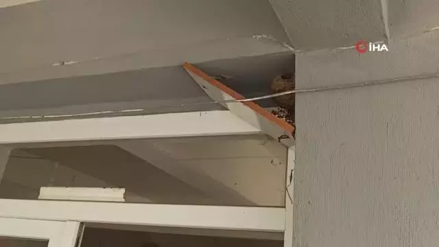 İzmir'de içleri ısıtan görüntü...Yuva bozulmasın diye tahta ile önlem aldılar