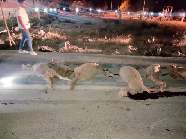 İzmir'de otomobil koyun sürüsüne daldı