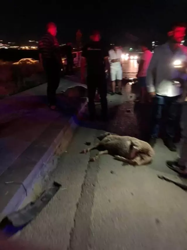 İzmir'de otomobil koyun sürüsüne daldı
