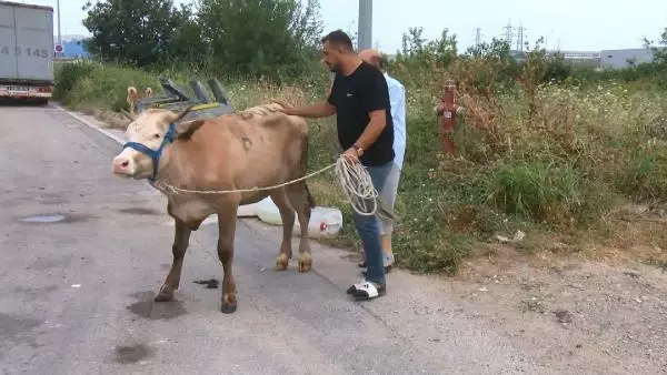 Kaçan boğa, zor anlar yaşattı