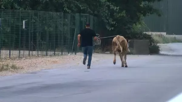 Kaçan boğa, zor anlar yaşattı Kaçan boğa, zor anlar yaşattı