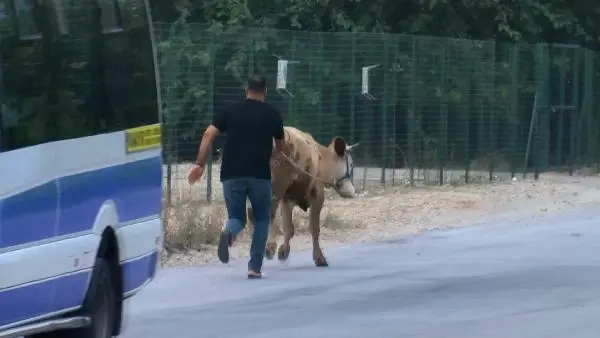 Kaçan boğa, zor anlar yaşattı