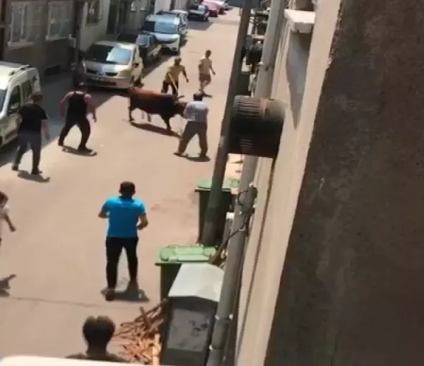 Kaçan boğa, zor anlar yaşattı