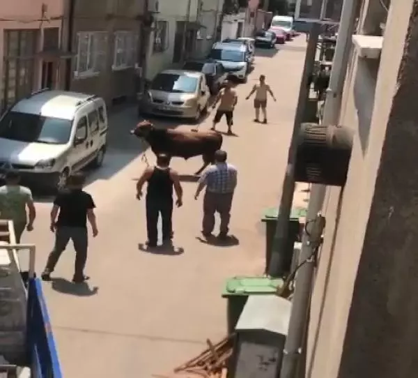 Kaçan boğa, zor anlar yaşattı