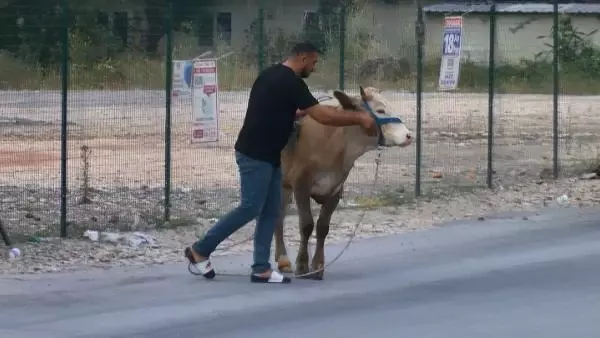 Kaçan boğa, zor anlar yaşattı