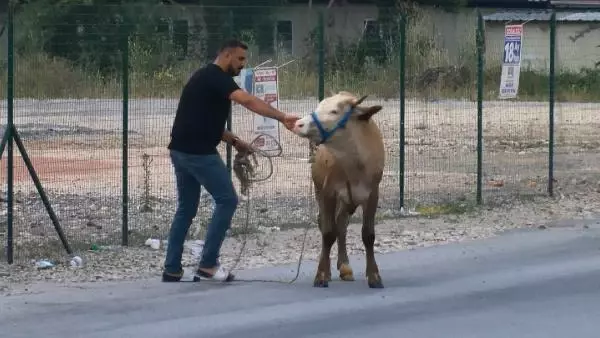 Kaçan boğa, zor anlar yaşattı
