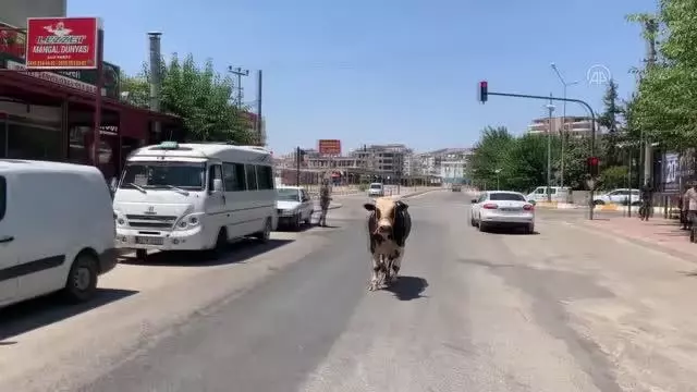 Kaçan kurbanlık boğa zor anlar yaşattı Kaçan kurbanlık boğa zor anlar yaşattı