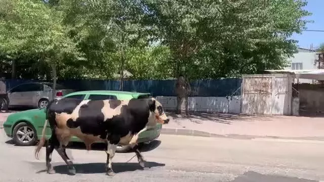 Kaçan kurbanlık boğa zor anlar yaşattı