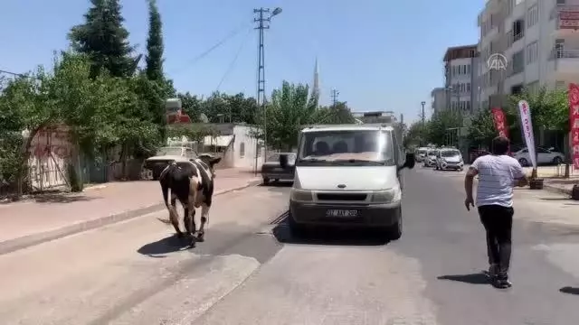 Kaçan kurbanlık boğa zor anlar yaşattı