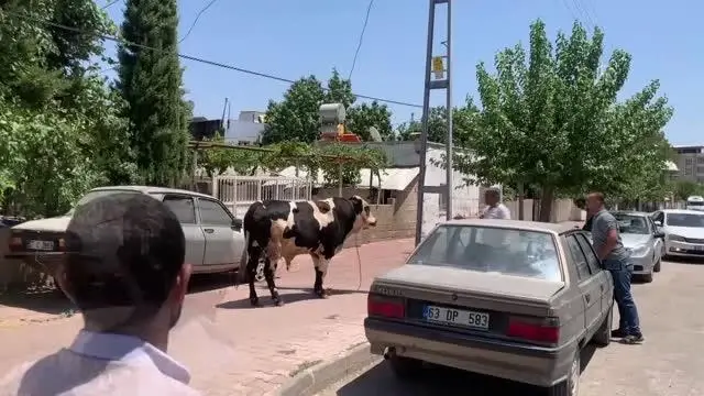 Kaçan kurbanlık boğa zor anlar yaşattı