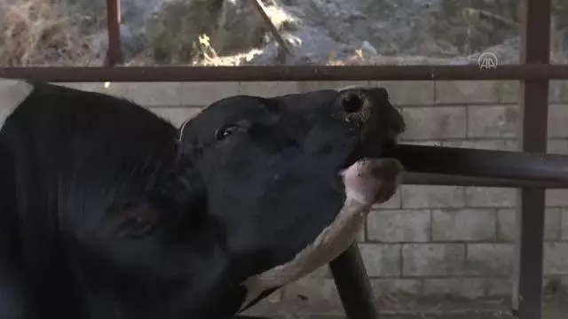 KAHRAMANMARAŞ - 1 ton 150 kilogram ağırlığındaki 'Gaddar' alıcısını bekliyor