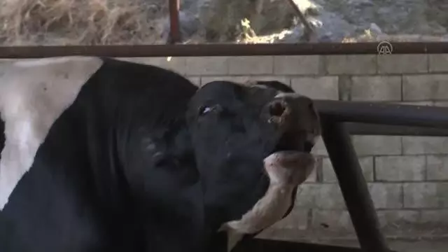 KAHRAMANMARAŞ - 1 ton 150 kilogram ağırlığındaki 'Gaddar' alıcısını bekliyor