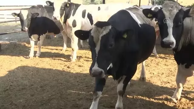 KAHRAMANMARAŞ - 1 ton 150 kilogram ağırlığındaki 'Gaddar' alıcısını bekliyor