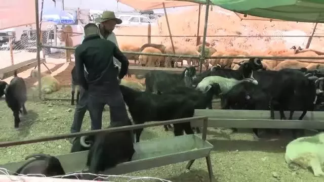 KAHRAMANMARAŞ - Hayvan pazarlarında arife günü hareketliliği