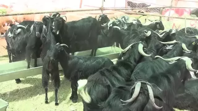 KAHRAMANMARAŞ - Hayvan pazarlarında arife günü hareketliliği