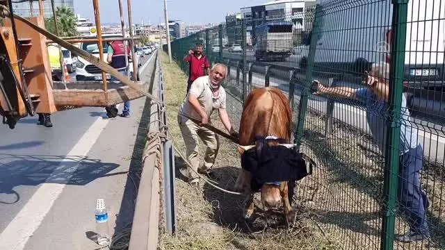 Kamyonetten atlayan kurbanlık boğa D-100'de trafiğe neden oldu