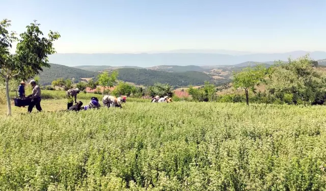 Karamürsel'de sezonun ilk lavanta hasadı yapıldı