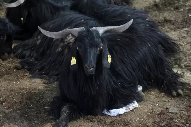 Keçi fiyatları el yakıyor