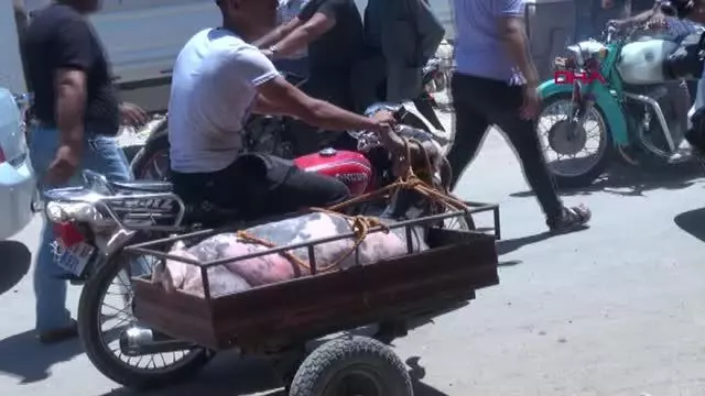 KİLİS'TE KURBAN TAŞINMALARINDA İLGİNÇ GÖRÜNTÜLER