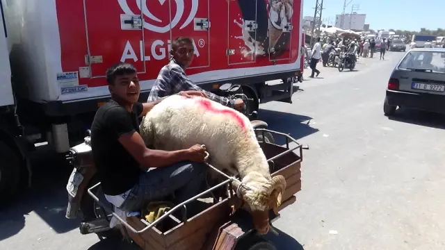 Kurbanlıkların motosikletle taşındığı anlar ilginç görüntülere sahne oldu