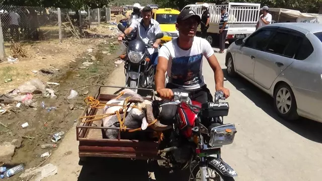 Kurbanlıkların motosikletle taşındığı anlar ilginç görüntülere sahne oldu