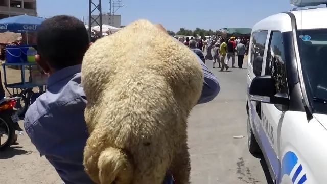 Kurbanlıkların motosikletle taşındığı anlar ilginç görüntülere sahne oldu