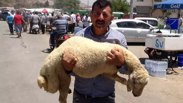 Kurbanlıkların motosikletle taşındığı anlar ilginç görüntülere sahne oldu