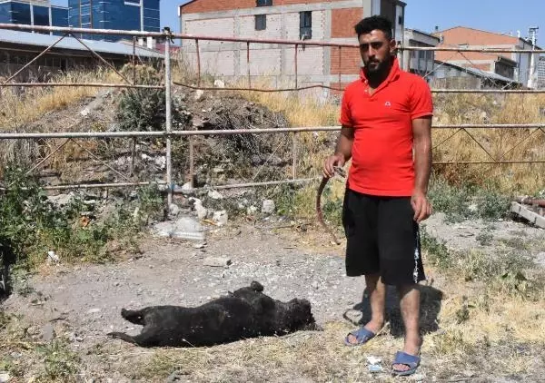DEPO İŞÇİSİ, 'KİRAZ' İSİMLİ KÖPEĞİNİ TÜFEKLE VURULMUŞ HALDE BULDU