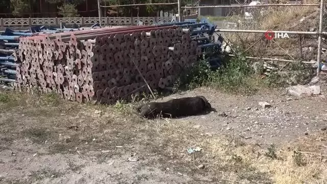 Son dakika haberleri! Kiraz tüfekle vurularak öldürüldü