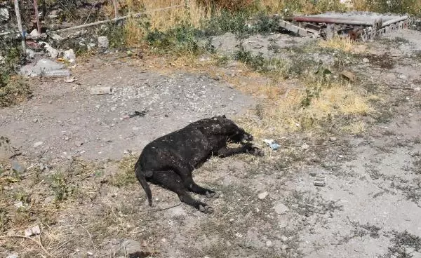 DEPO İŞÇİSİ, 'KİRAZ' İSİMLİ KÖPEĞİNİ TÜFEKLE VURULMUŞ HALDE BULDU