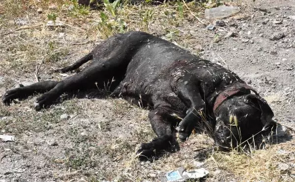 DEPO İŞÇİSİ, 'KİRAZ' İSİMLİ KÖPEĞİNİ TÜFEKLE VURULMUŞ HALDE BULDU