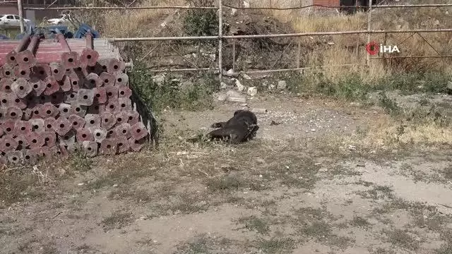 Son dakika haberleri! Kiraz tüfekle vurularak öldürüldü