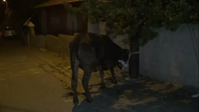 KIRIKKALE - Park halindeki otomobil yandı, yandaki iki kurbanlık son anda alevlerden kurtarıldı