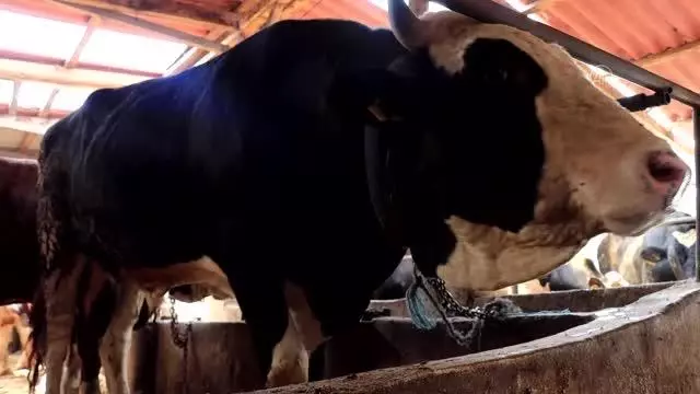KIRKLARELİ - Trakya'nın kurbanlıklarına İstanbul ilgisi