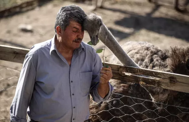 Kırşehir'deki çiftliğinde 26 yıldır deve kuşu yetiştiren emekli Gedikarslan, taleplere yetişmekte zorlanıyor