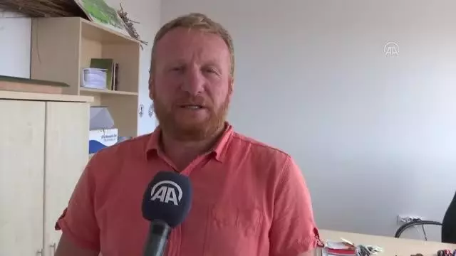 Kızılırmak Deltası için büyük önem taşıyan manda varlığı artıyor