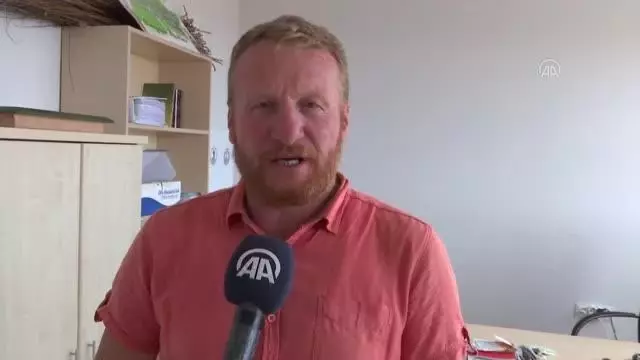 Kızılırmak Deltası için büyük önem taşıyan manda varlığı artıyor