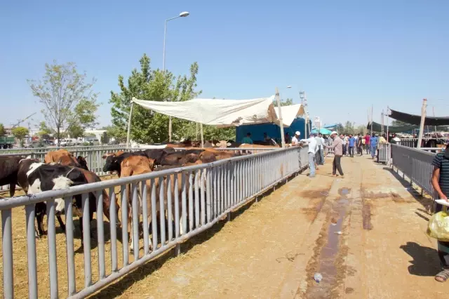 Kurban Bayramı arefesinde hayvan pazarlarında sakinlik
