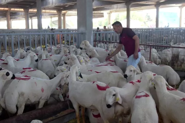 Kurban Bayramı arefesinde hayvan pazarlarında sakinlik