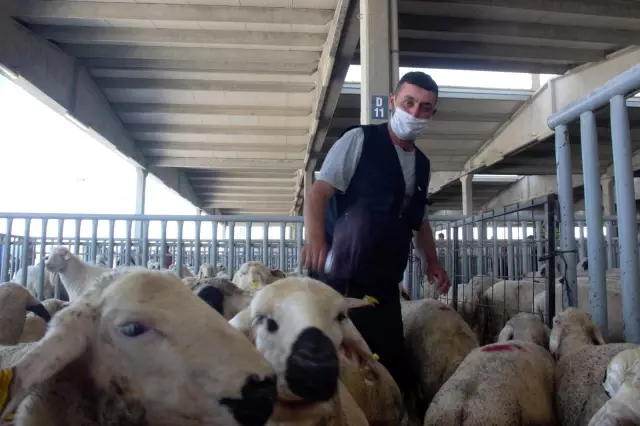 Kurban Bayramı arefesinde hayvan pazarlarında sakinlik